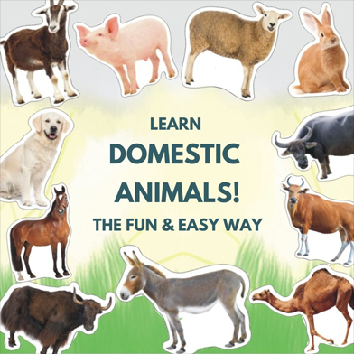 LEARN DOMESTIC ANIMALS